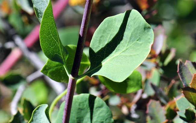 Lonicera arizonica, Arizona Honeysuckle, Southwest Desert Flora